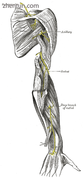 The supra肩胛r, axillary, and radial nerves. (Axillary labeled at upper right.).png