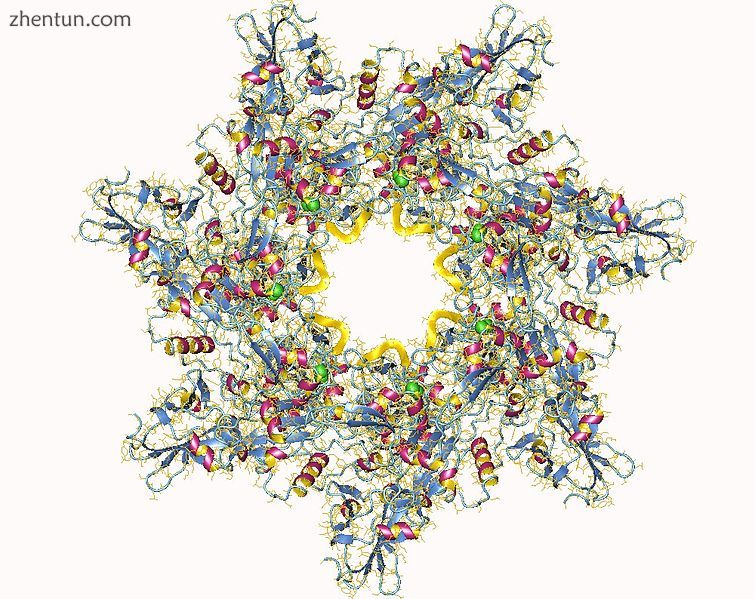 Anthrax toxin protective antigen (fragment) heptamer, Bacillus anthracis..jpg