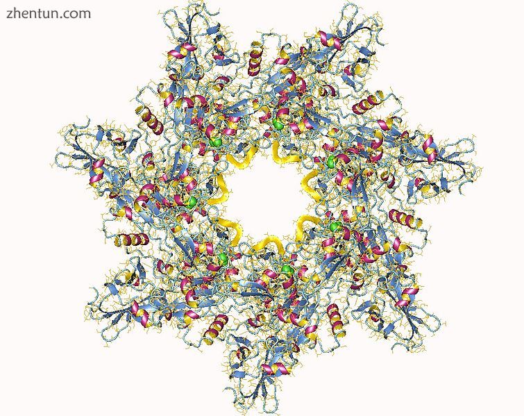 Anthrax toxin protective antigen (fragment) heptamer, Bacillus anthracis..jpg