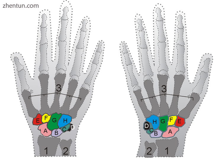 Shown is the right hand, palm down (left) and palm up (right)..png