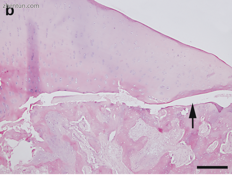 Pathological specimen from a sow— the arro.png