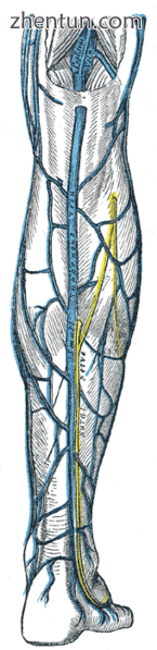 The small saphenous vein (sural nerve visible running vertically).png