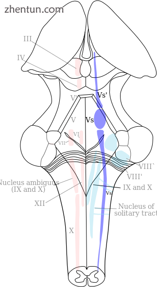 Brainstem nuclei Red = Moto.png