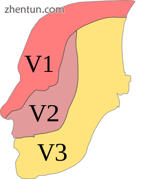 Dermatome distribution of the trigeminal nerve.png