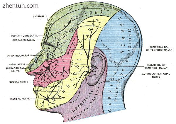 Dermatome distribution2 of the trigeminal nerve.png