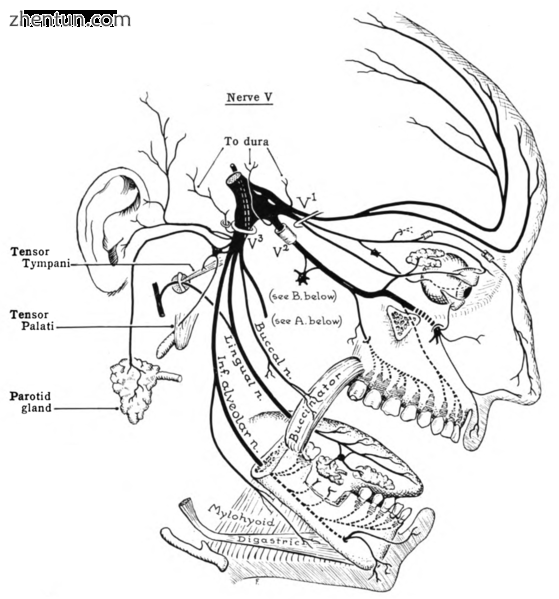 Schematic illustration of the trigeminal nerve and the organs (or structures) it.png