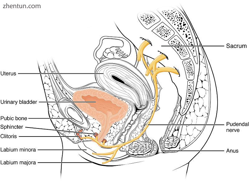 Cross-section of female pelvis in w.jpg