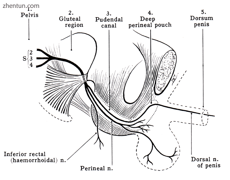 Diagram of the course of the pudendal nerve in the male pelvis.png
