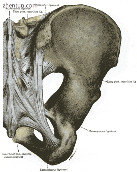 Image showing the greater sciatic foramen (large.png