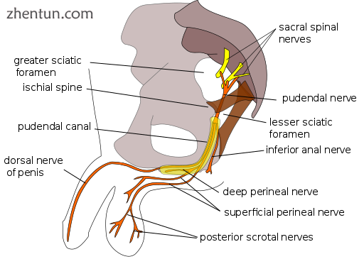 Pudendal nerve, course and branches in a male..png