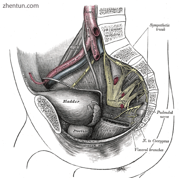 The male pelvis, showing the pu.png