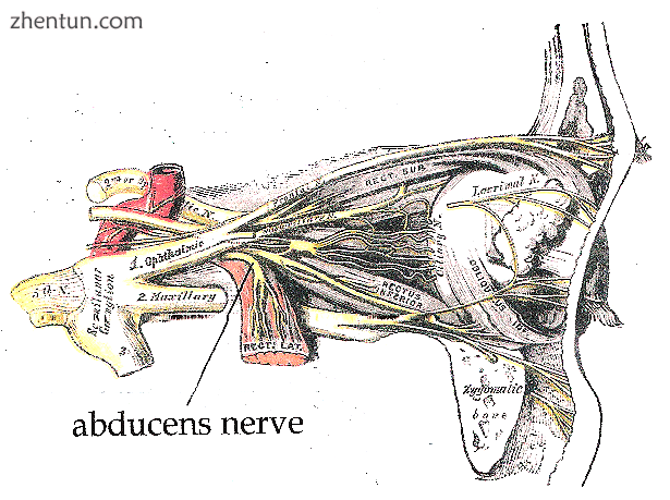 The path of the abducens nerve.png