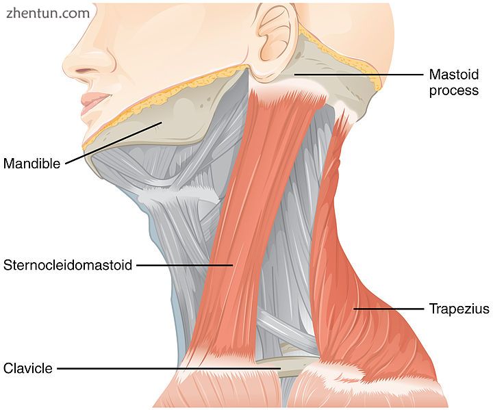 The accessory nerve supplies the sternocleidomastoid and trapezius muscles.jpg