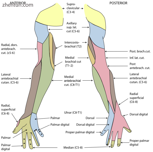Cutaneous innervation of the right upper extremity. Areas innervated by the ulna.png