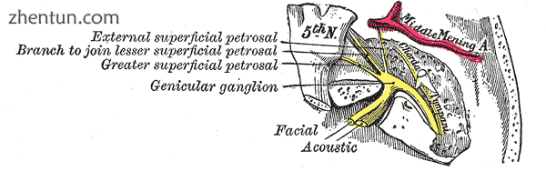 The course and connections of the facial nerve in the temporal bone.png