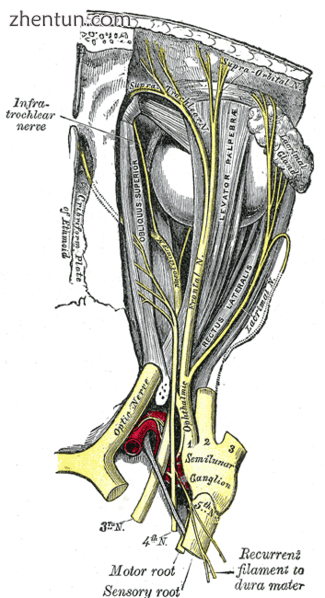 Nerves of the orbit. Seen from above..png