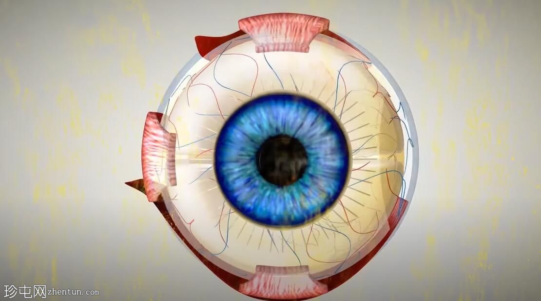 最重要的维生素来修复和治愈你的眼睛