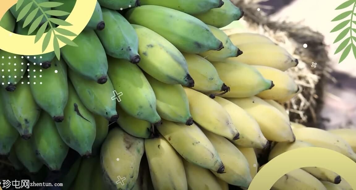 你会吃哪种香蕉?