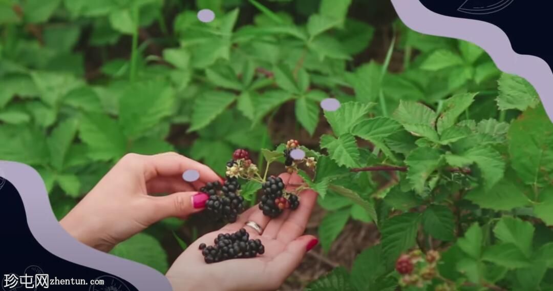 每天吃10个黑莓会对你的身体造成伤害